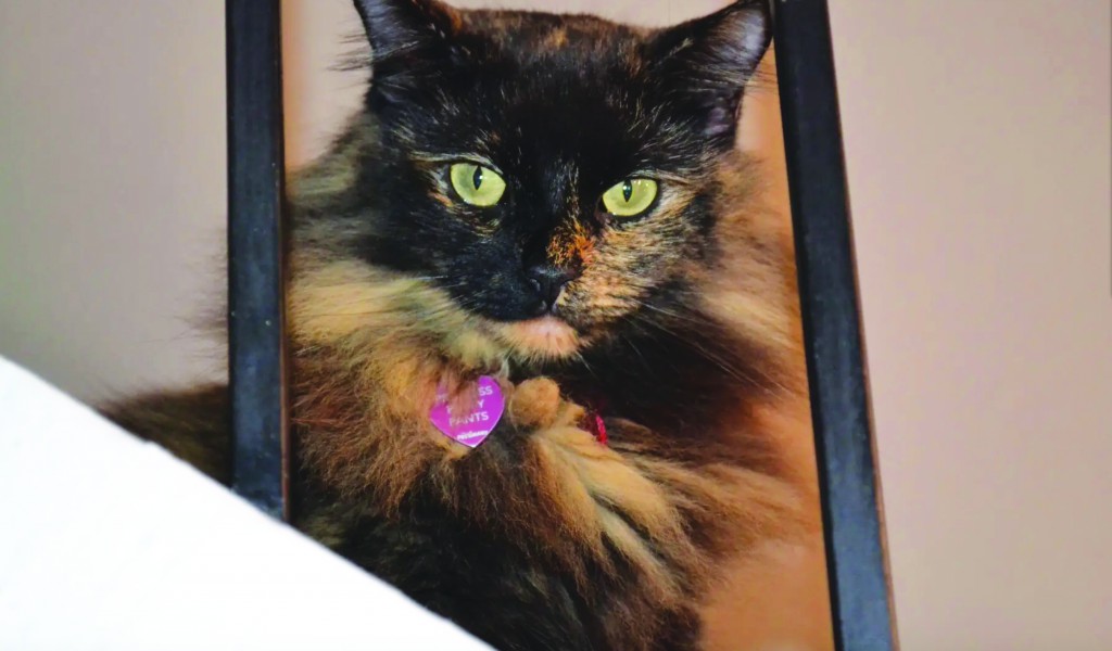 Il mio gatto è indemoniato